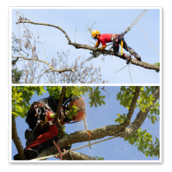 Arborist