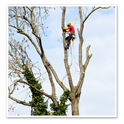 Arborist i träd