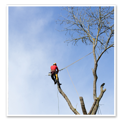 Arborist fäller träd