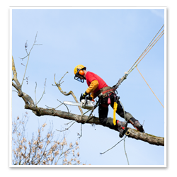 Arboristen