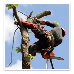 Arborister